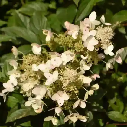 Foto von Rispen-Hortensie 'Tardiva' (Hydrangea paniculata 'Tardiva')