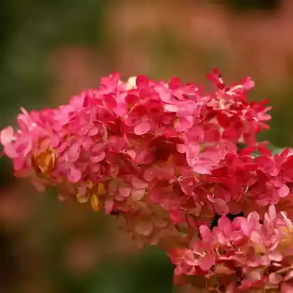 Foto von Rispen-Hortensie 'Vanille-Fraise' (Hydrangea paniculata 'Vanille-Fraise')