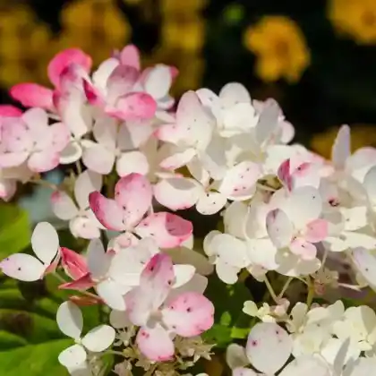 Foto von Rispen-Hortensie 'Wims Red' (Hydrangea paniculata 'Wims Red')