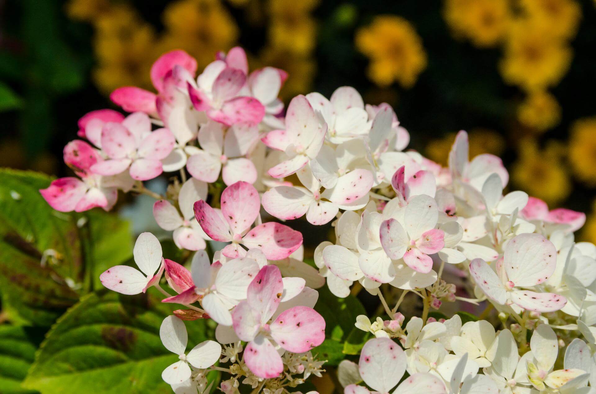 RispenHortensie 'Wims Red' / Hydrangea paniculata 'Wims Red'