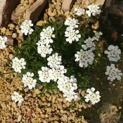 Foto von Immergrüne Schleifenblume 'Masterpiece' (Iberis sempervirens 'Masterpiece')