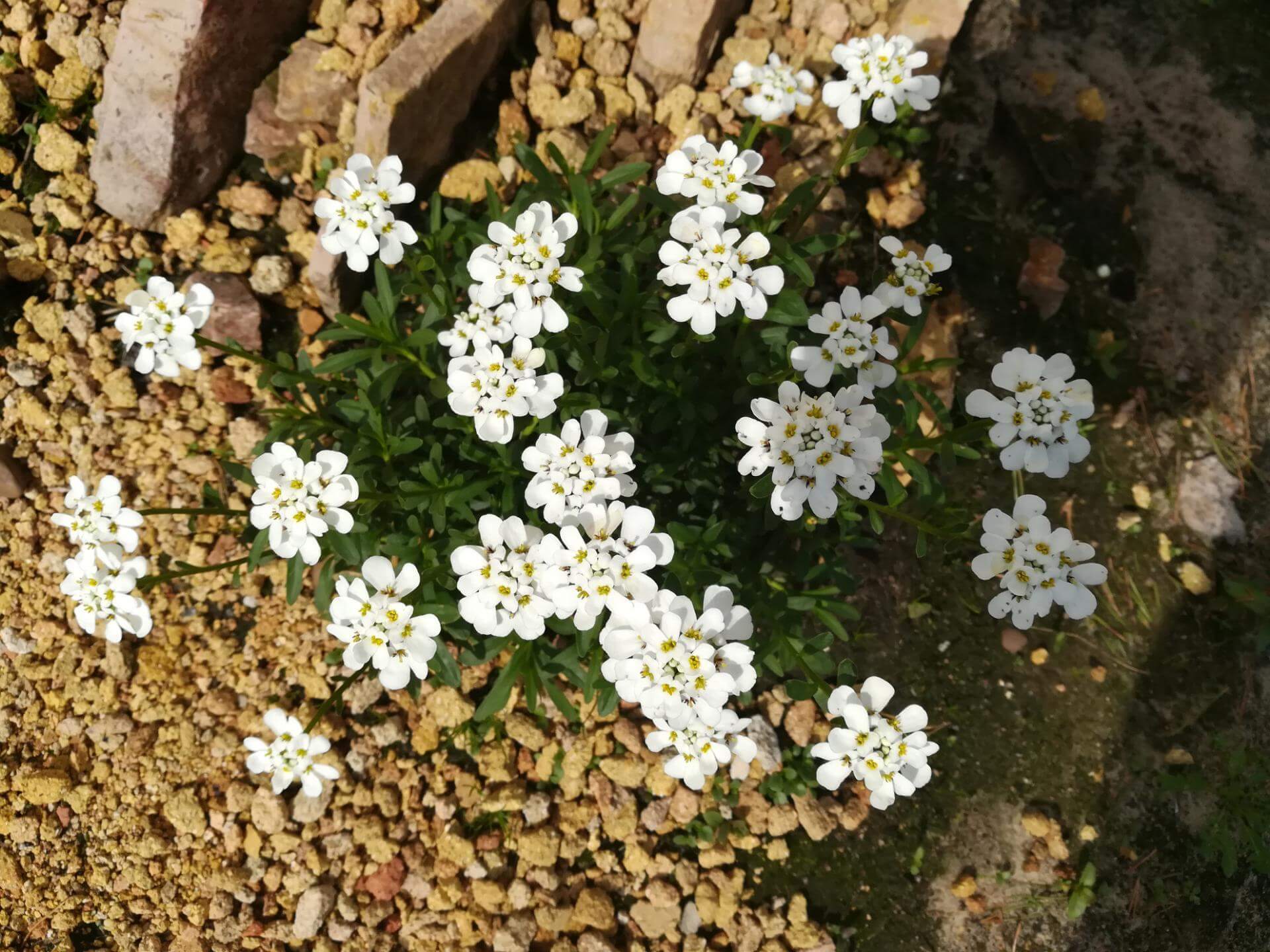 Immergrüne Schleifenblume 'Masterpiece' / Iberis sempervirens 'Masterpiece'