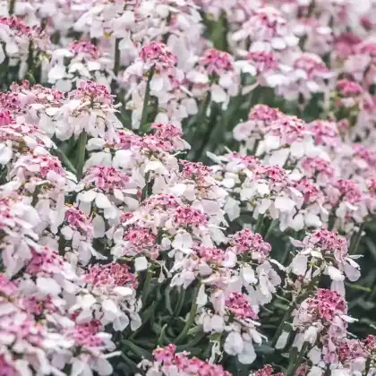 Foto von Immergrüne Schleifenblume 'Pink Ice' (Iberis sempervirens 'Pink Ice')