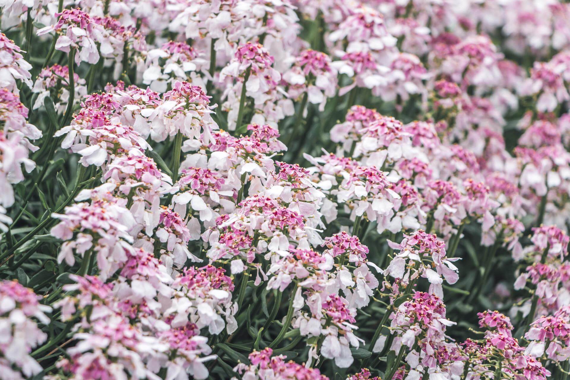 Immergrüne Schleifenblume 'Pink Ice' / Iberis sempervirens 'Pink Ice'