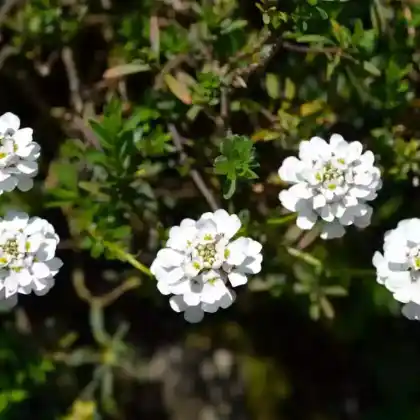 Foto von Immergrüne Schleifenblume 'Tahoe' (Iberis sempervirens 'Tahoe')