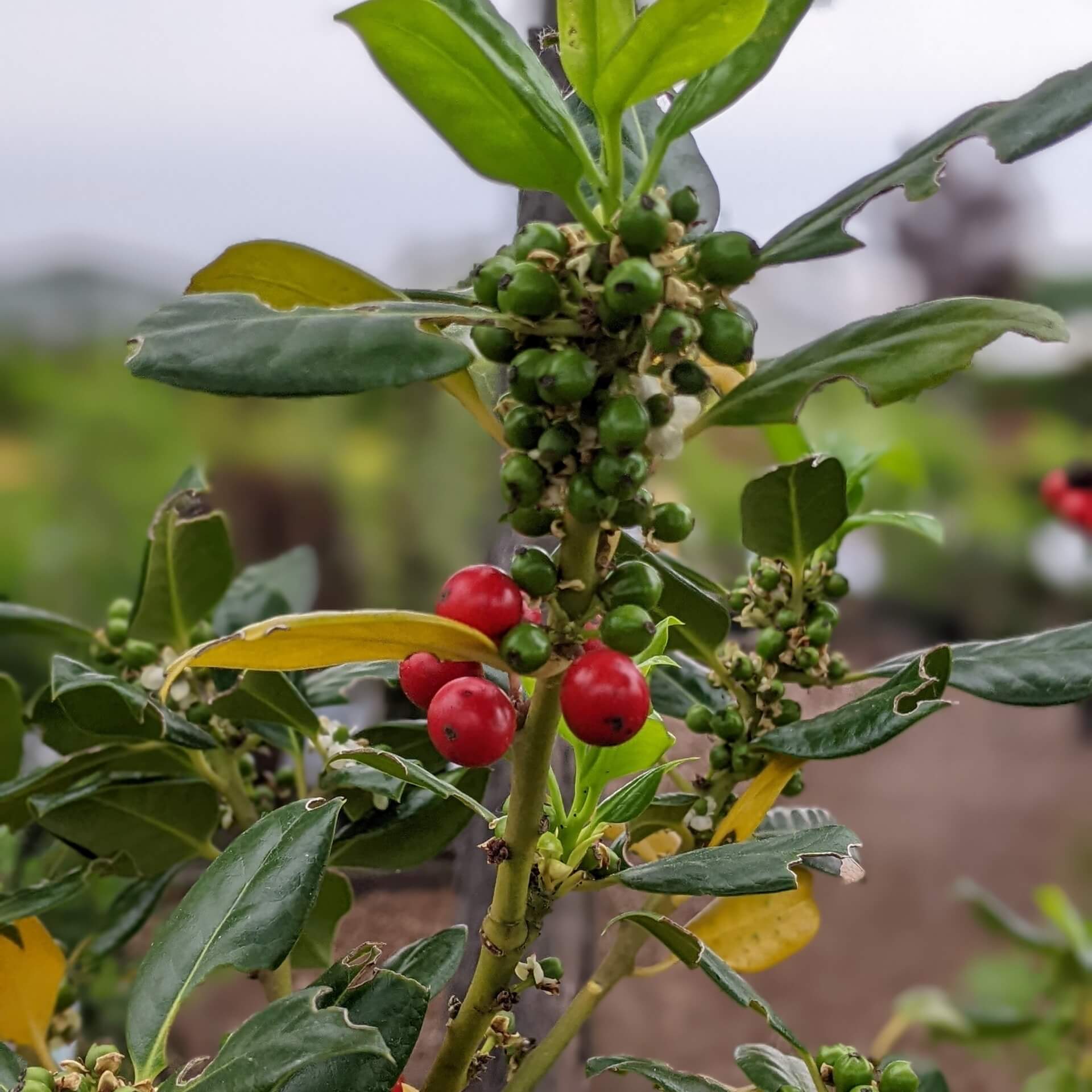 Europäische Stechpalme 'J. C. van Tol' (Ilex aquifolium 'J. C. van Tol')