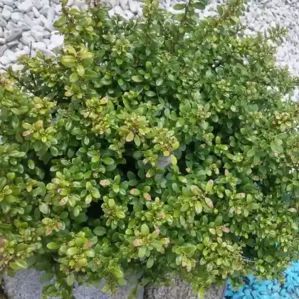 Foto von Japanische Stechpalme 'Convexa' (Ilex crenata 'Convexa')