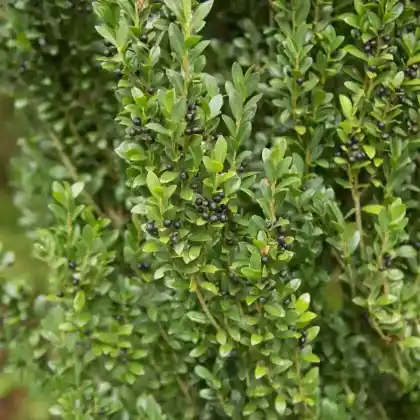 Foto von Japanische Stechpalme 'Fastigiata' (Ilex crenata 'Fastigiata')