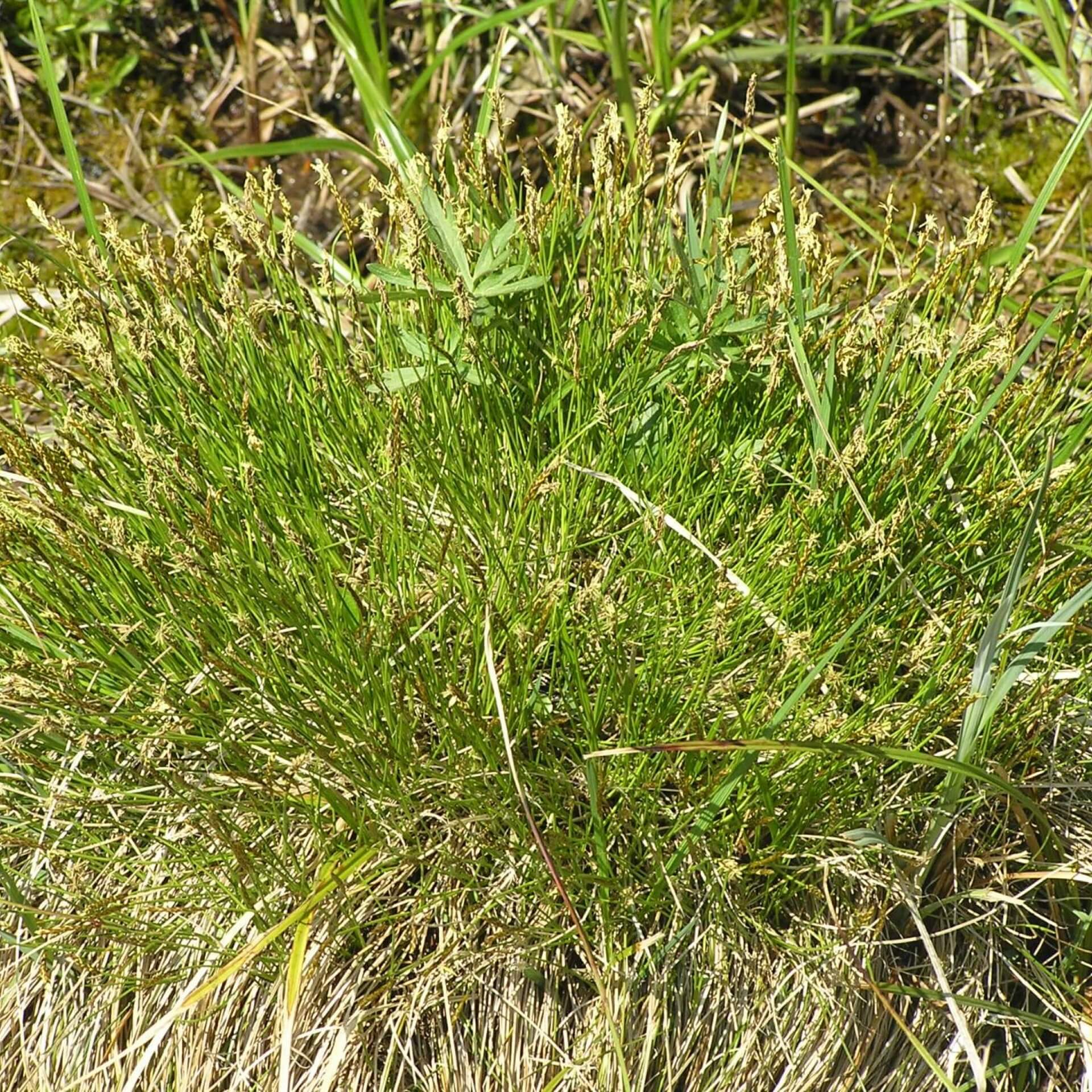 Davalls Segge (Carex davalliana)