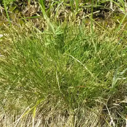 Foto von Davalls Segge (Carex davalliana)
