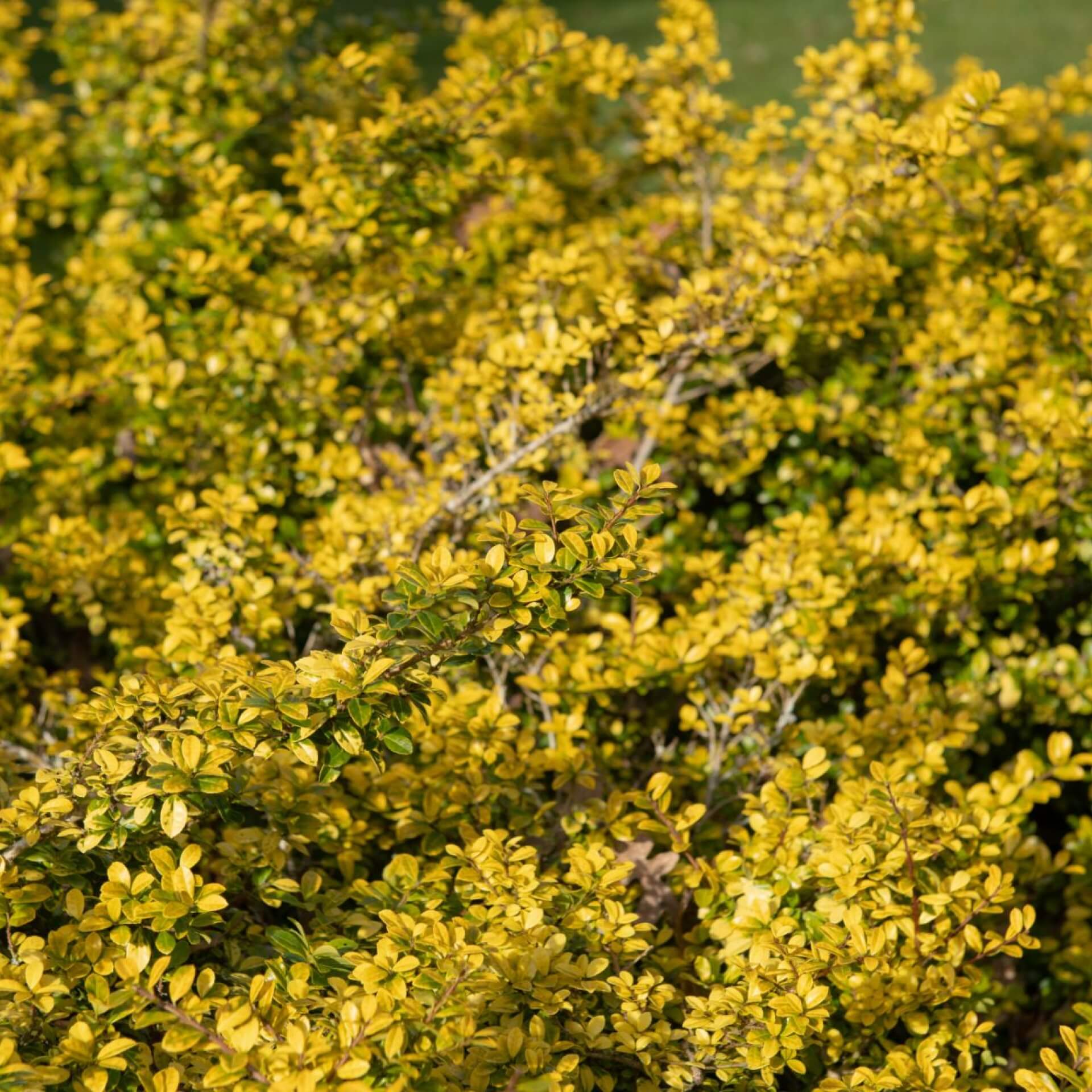 Japanische Stechpalme 'Golden Gem' (Ilex crenata 'Golden Gem')