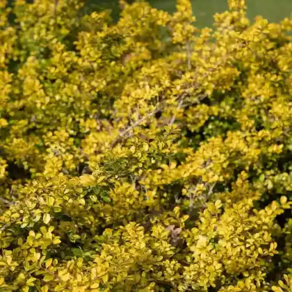Foto von Japanische Stechpalme 'Golden Gem' (Ilex crenata 'Golden Gem')