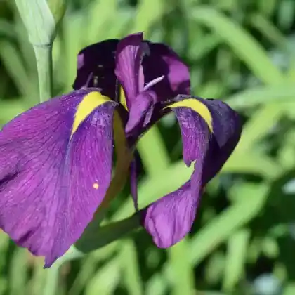 Foto von Japanische Sumpf-Schwertlilie 'Variegata' (Iris ensata 'Variegata')