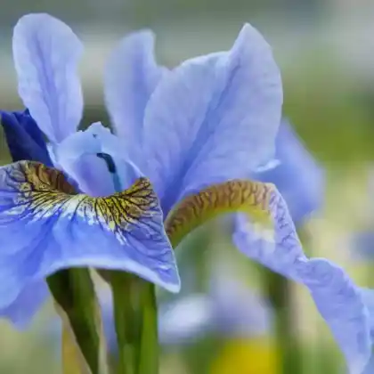 Foto von Sibirische Schwertlilie 'Dear Delight' (Iris sibirica 'Dear Delight')
