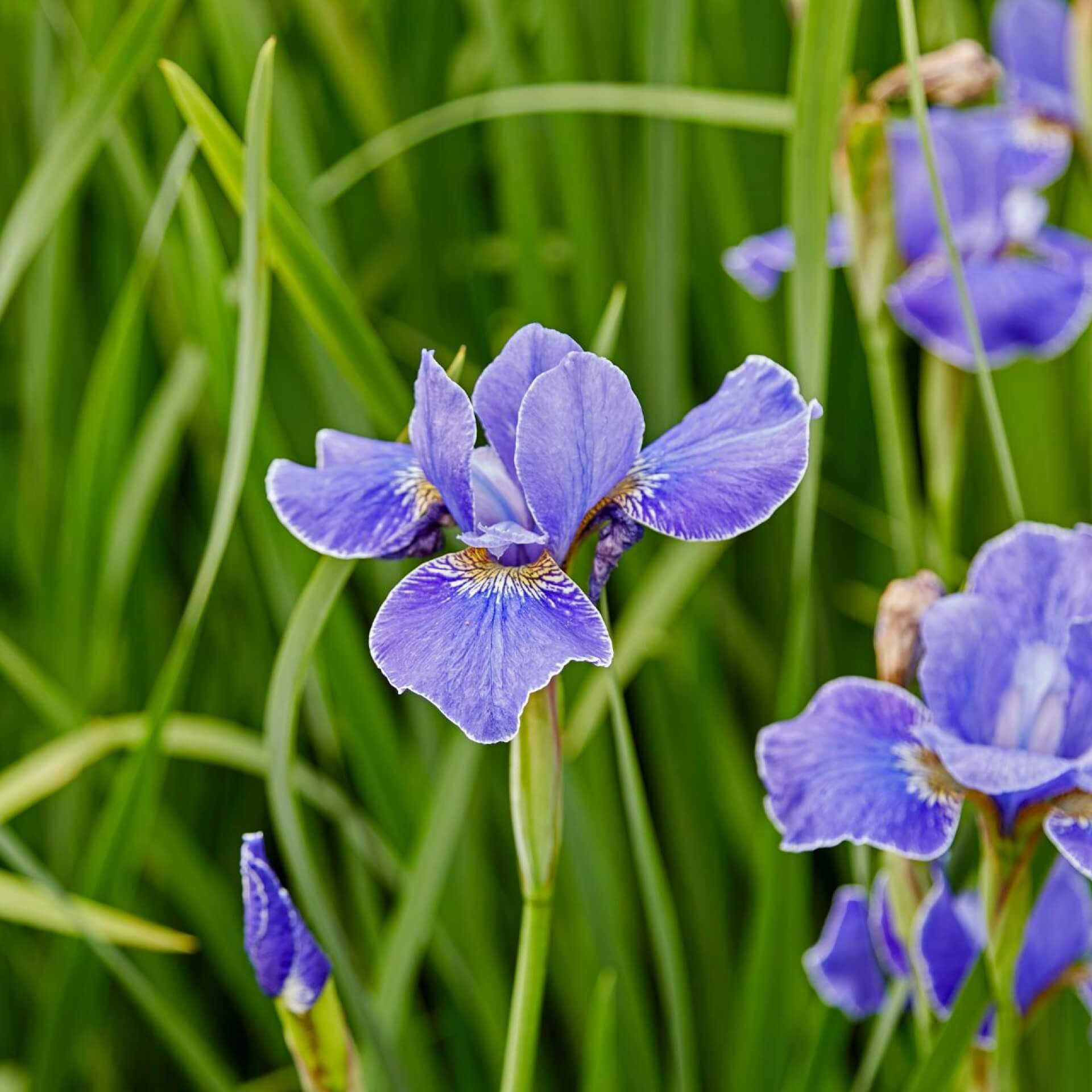 Sibirische Schwertlilie 'Silver Edge' (Iris sibirica 'Silver Edge')