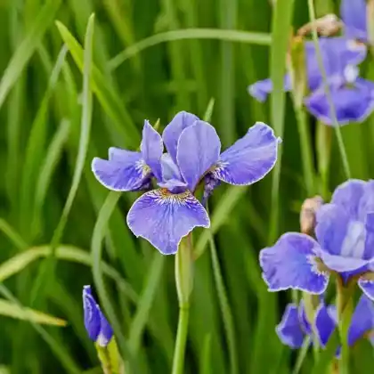 Foto von Sibirische Schwertlilie 'Silver Edge' (Iris sibirica 'Silver Edge')