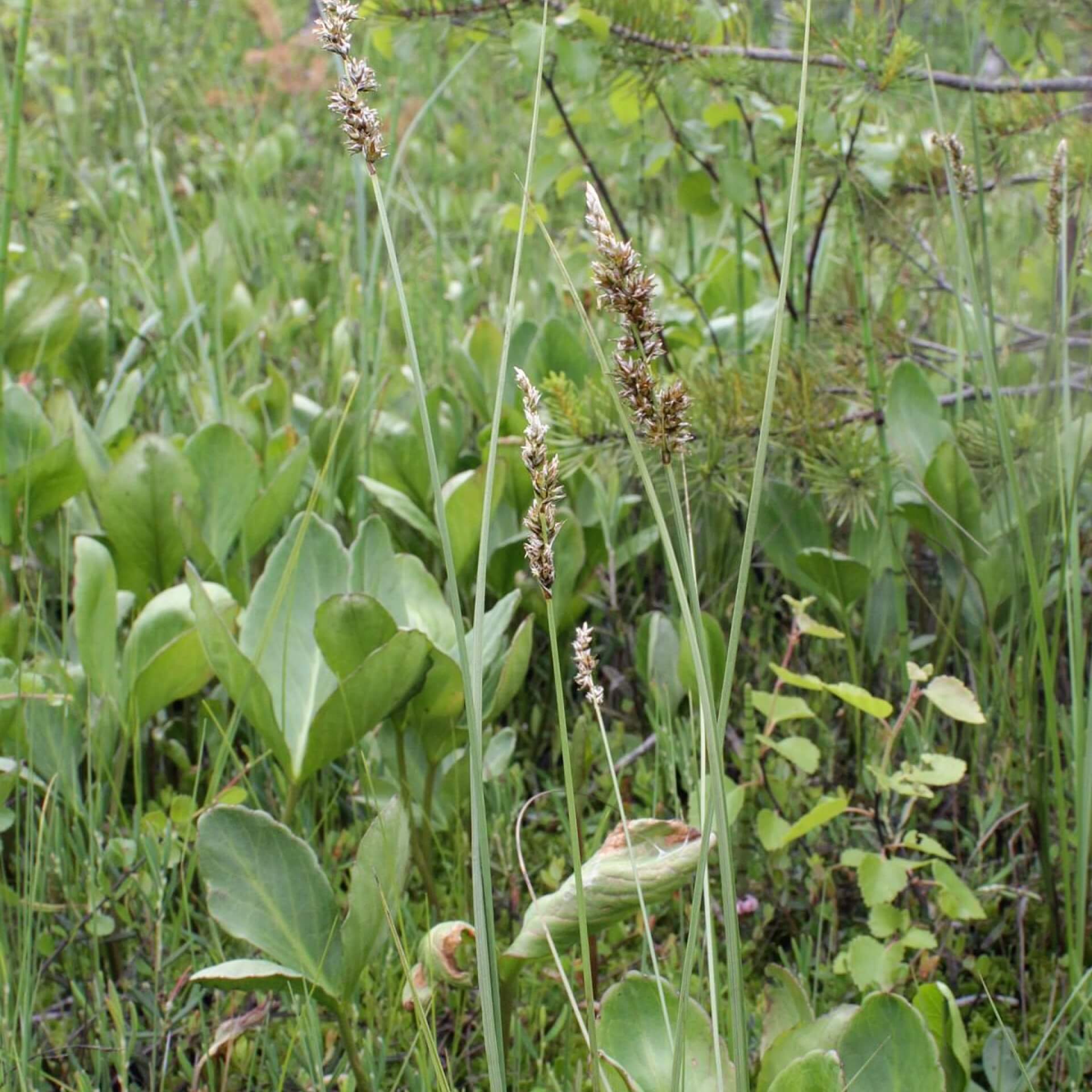 Draht-Segge (Carex diandra)