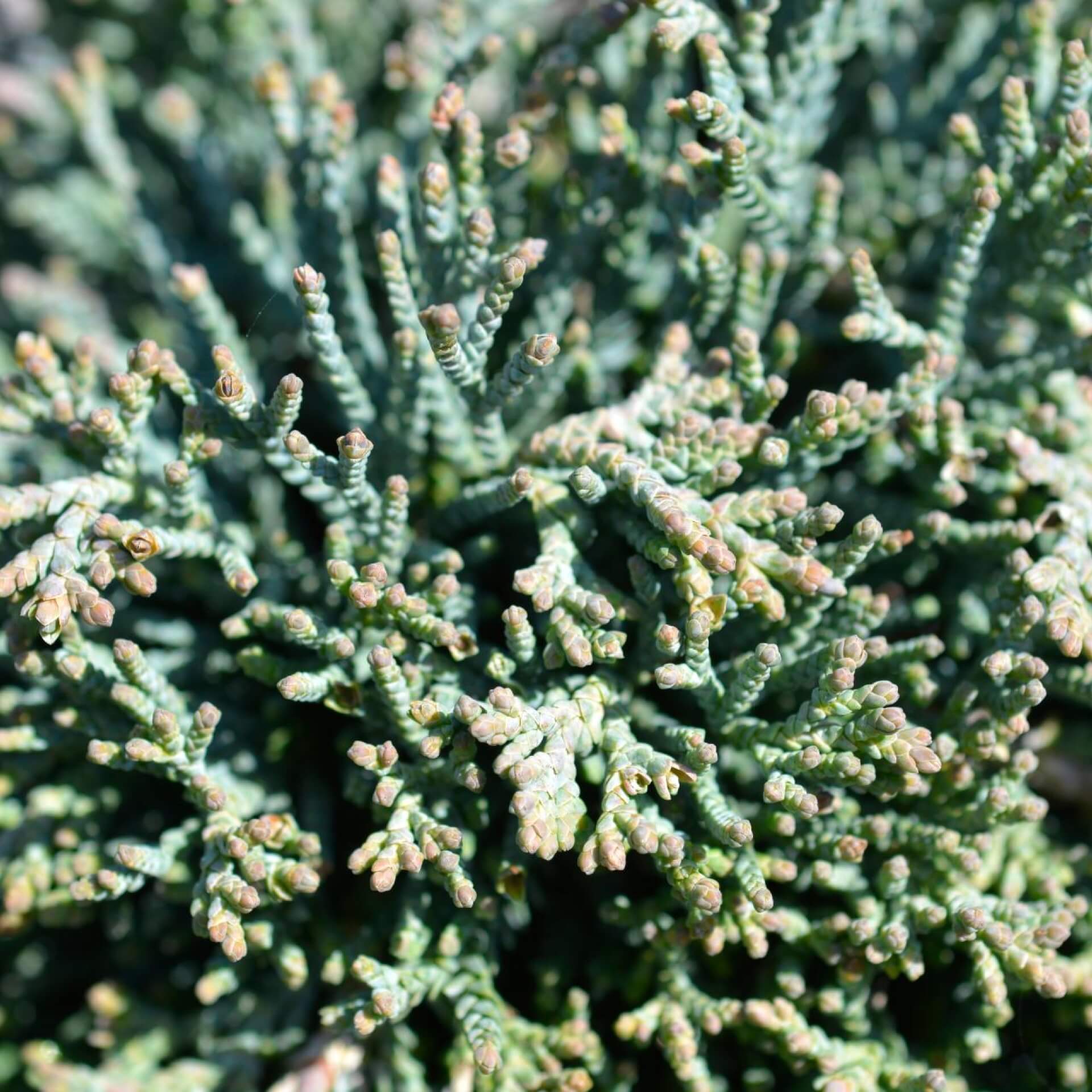 Kriech-Wacholder 'Icee Blue' (Juniperus horizontalis 'Icee Blue')