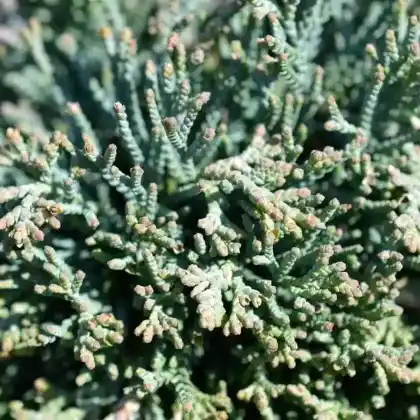 Foto von Kriech-Wacholder 'Icee Blue' (Juniperus horizontalis 'Icee Blue')
