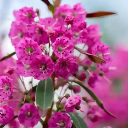 Foto von Schmalblättrige Lorbeerrose 'Rubra' (Kalmia angustifolia 'Rubra')