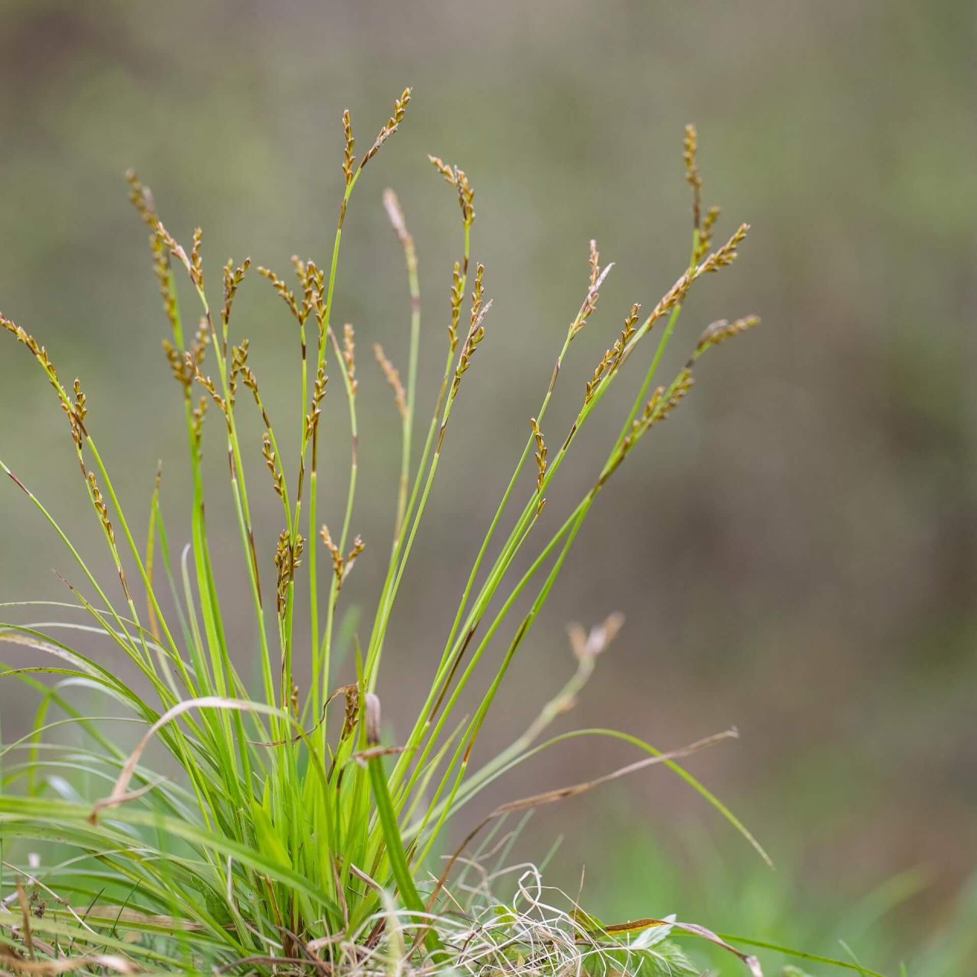 Finger-Segge (Carex digitata)