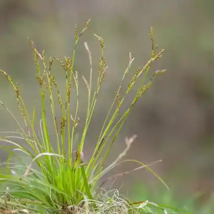 Foto von Finger-Segge (Carex digitata)