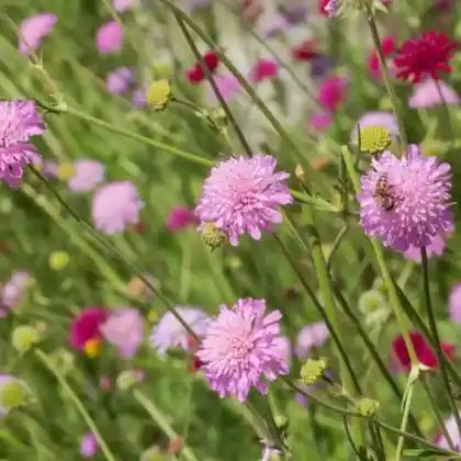Foto von Mazedonische Witwenblume 'Melton Pastels' (Knautia macedonica 'Melton Pastels')