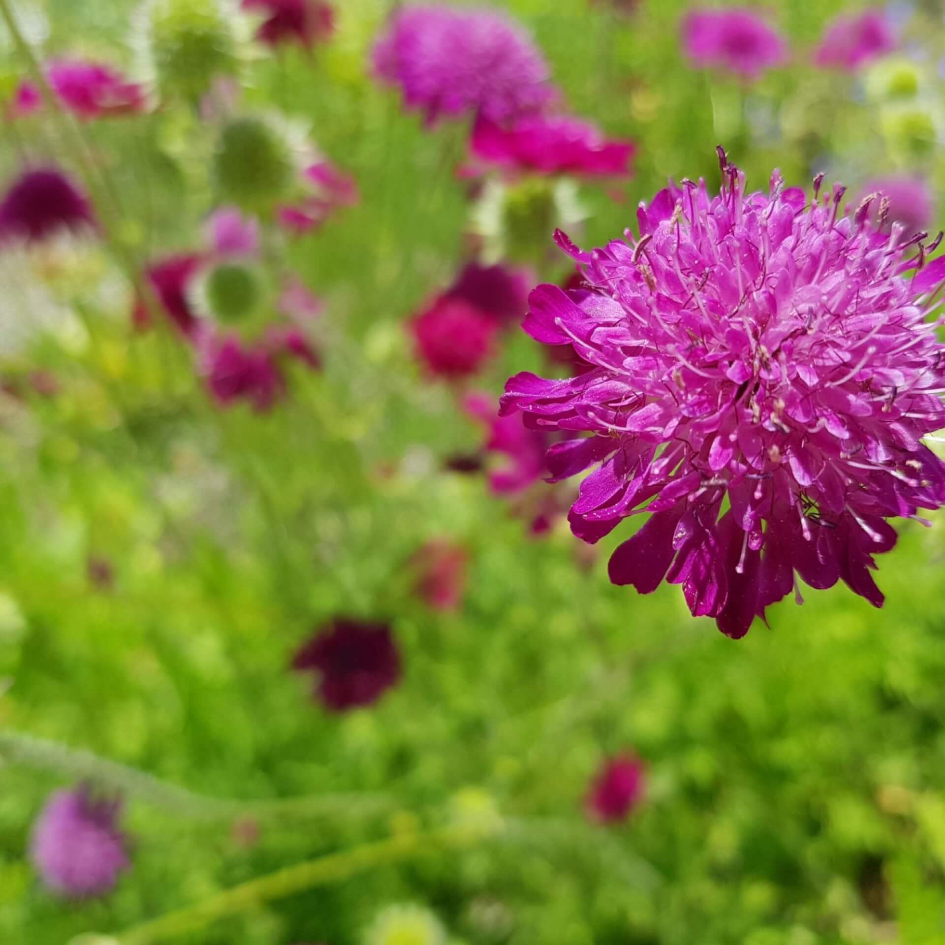 Mazedonische Witwenblume 'Red Knight' (Knautia macedonica 'Red Knight')