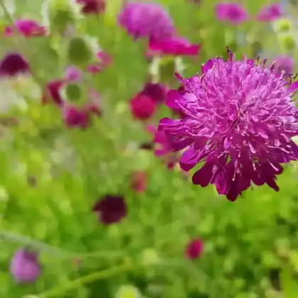 Foto von Mazedonische Witwenblume 'Red Knight' (Knautia macedonica 'Red Knight')