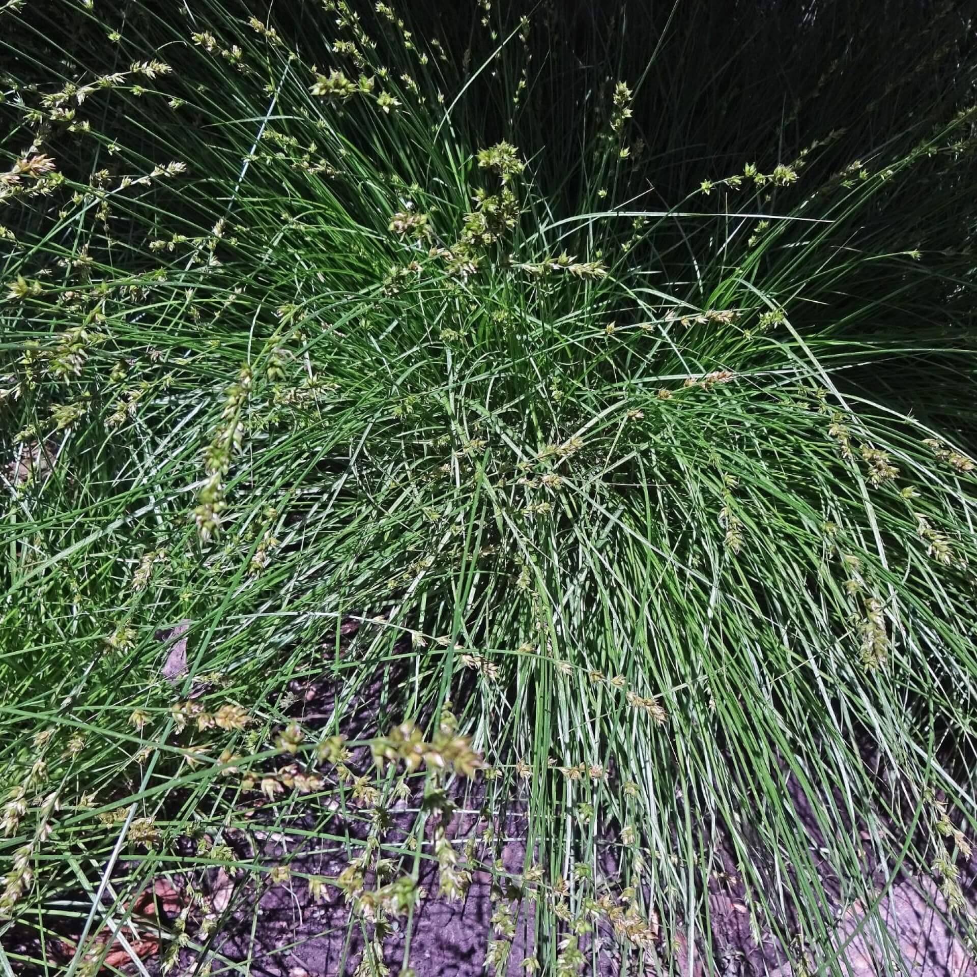 Westfälische Segge / Carex divulsa