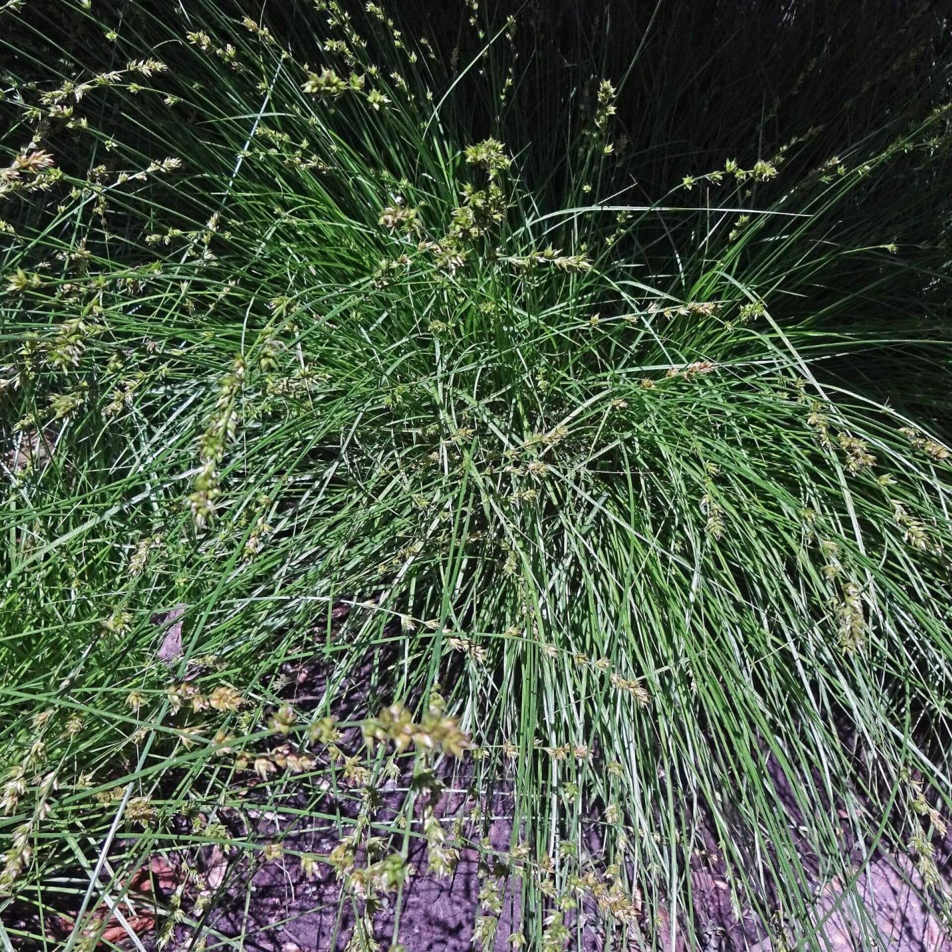 Westfälische Segge (Carex divulsa)