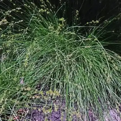 Foto von Westfälische Segge (Carex divulsa)
