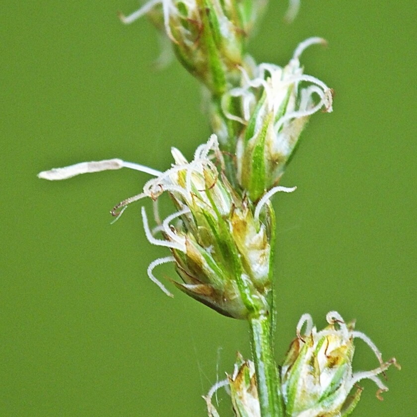 Westfälische Segge / Carex divulsa
