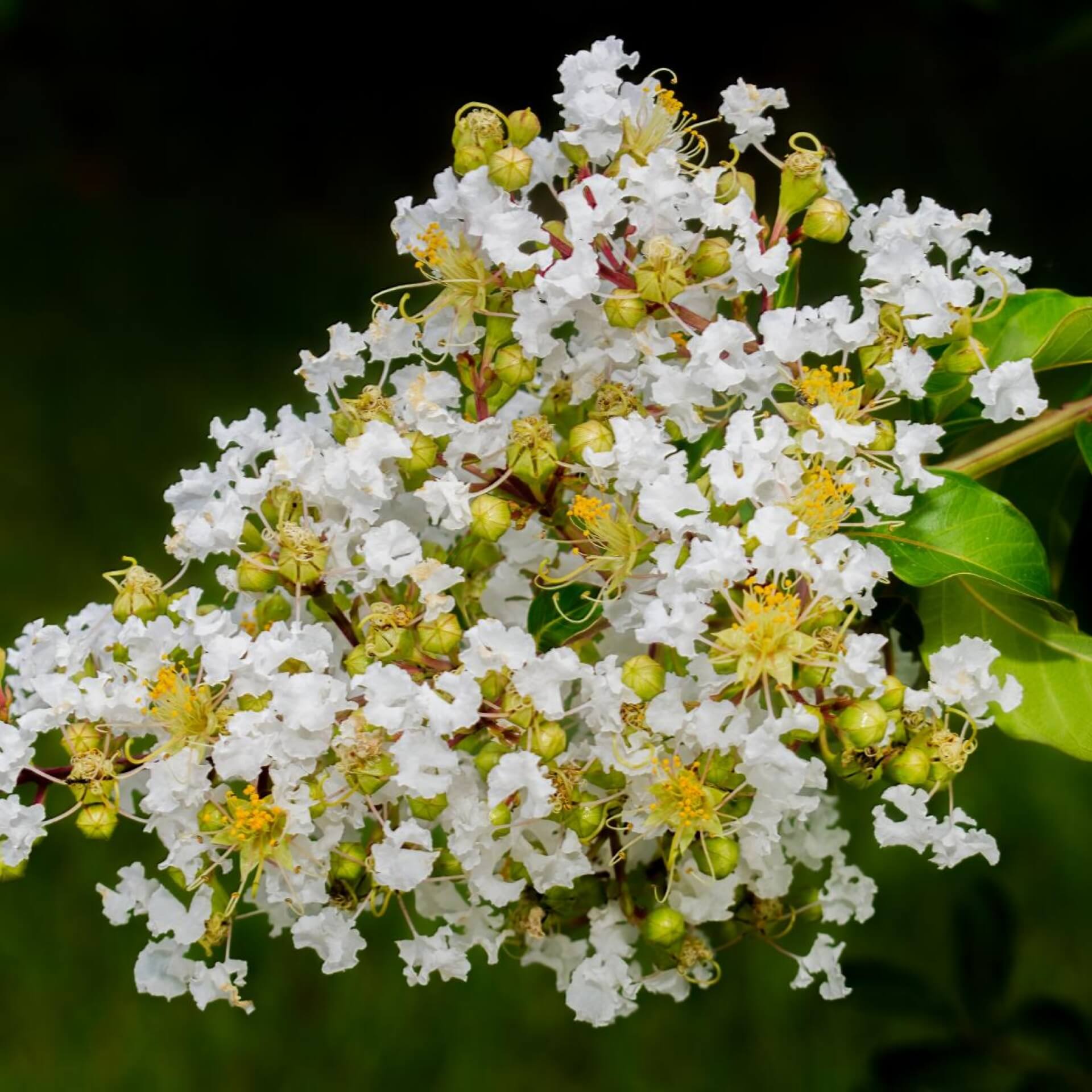 Indische Lagerstroemie 'Natchez' (Lagerstroemia indica 'Natchez')