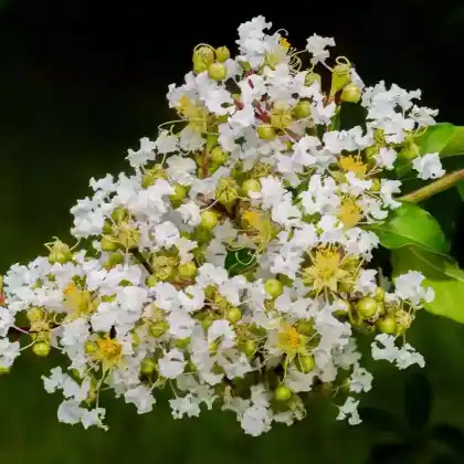 Foto von Indische Lagerstroemie 'Natchez' (Lagerstroemia indica 'Natchez')