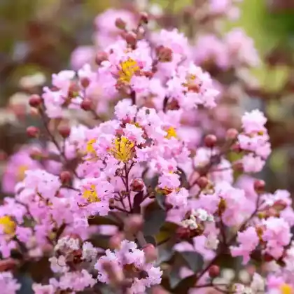 Foto von Indische Lagerstroemie 'Rhapsody in Pink' (Lagerstroemia indica 'Rhapsody in Pink')