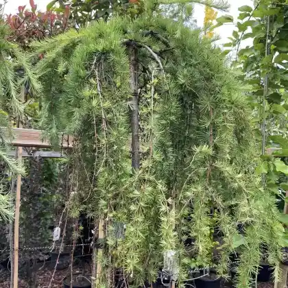 Foto von Japanische Lärche 'Stiff Weeper' (Larix kaempferi 'Stiff Weeper')