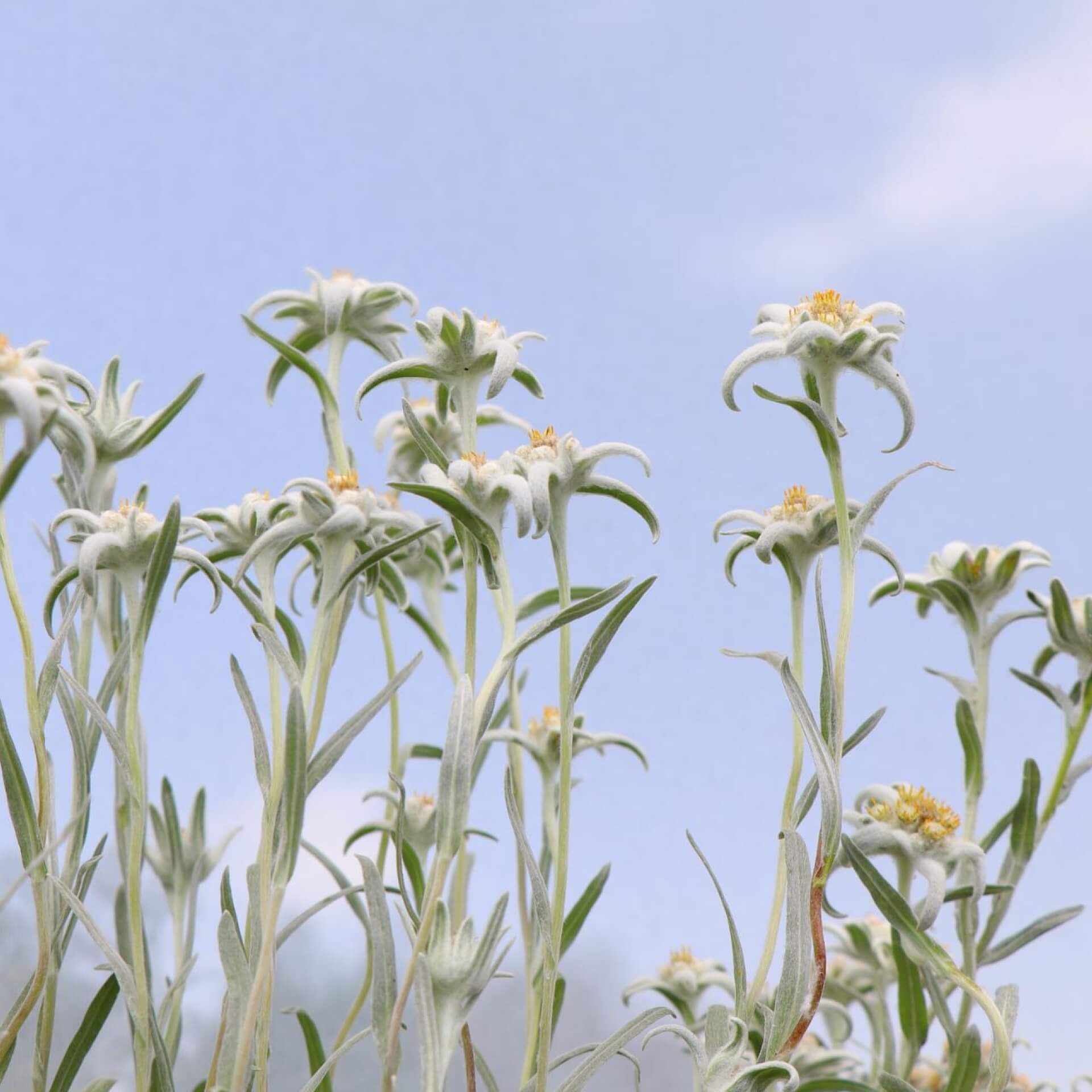 Alpen-Edelweiß 'Blossom of Snow' (Leontopodium alpinum 'Blossom of Snow')