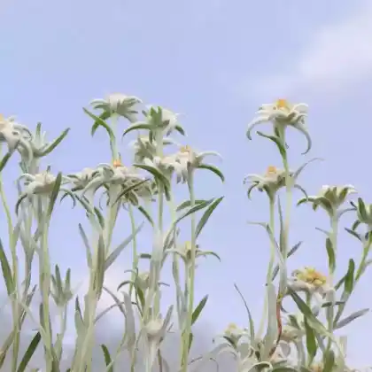 Foto von Alpen-Edelweiß 'Blossom of Snow' (Leontopodium alpinum 'Blossom of Snow')