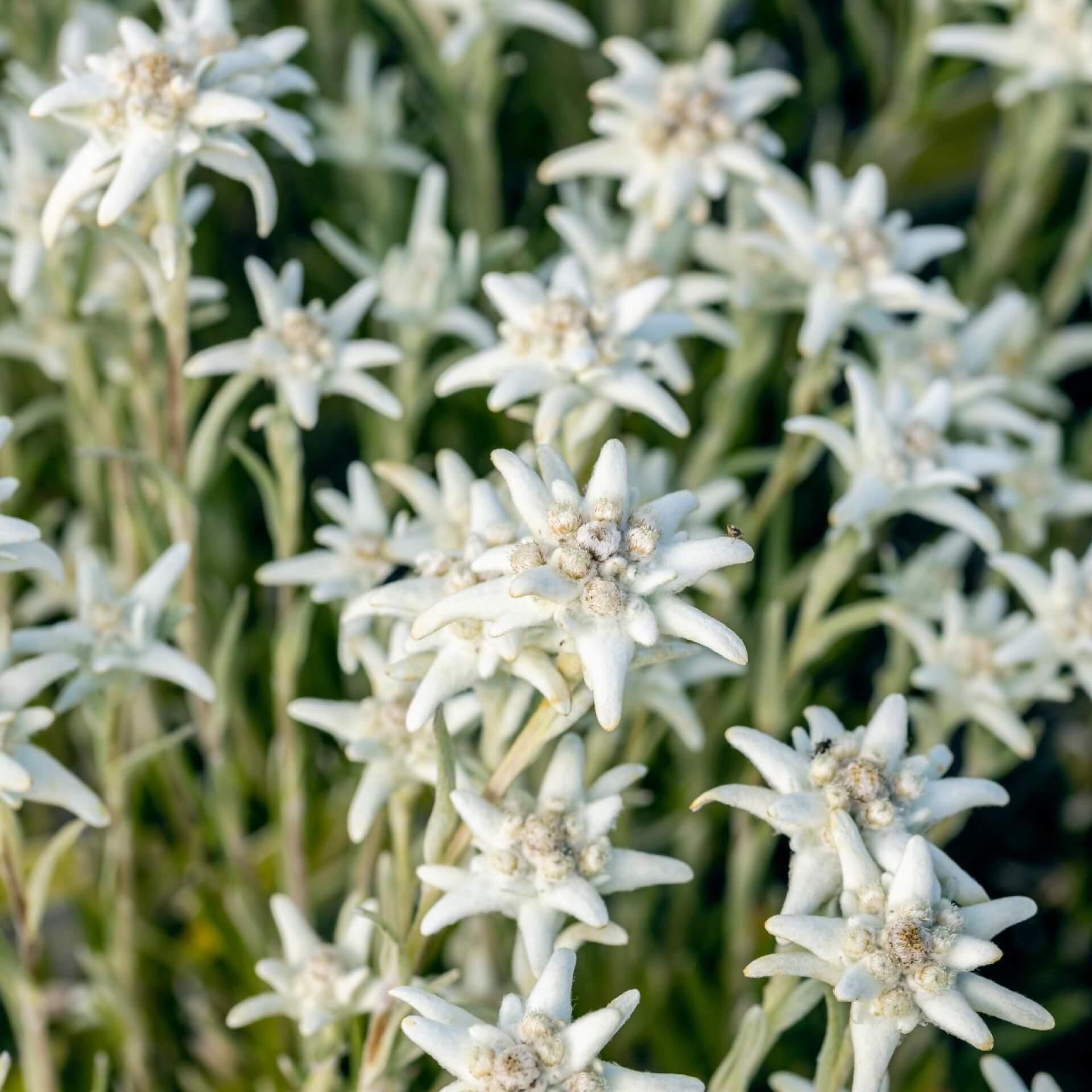 Alpen-Edelweiß 'Matterhorn' (Leontopodium alpinum 'Matterhorn')