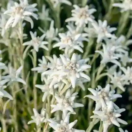 Foto von Alpen-Edelweiß 'Matterhorn' (Leontopodium alpinum 'Matterhorn')
