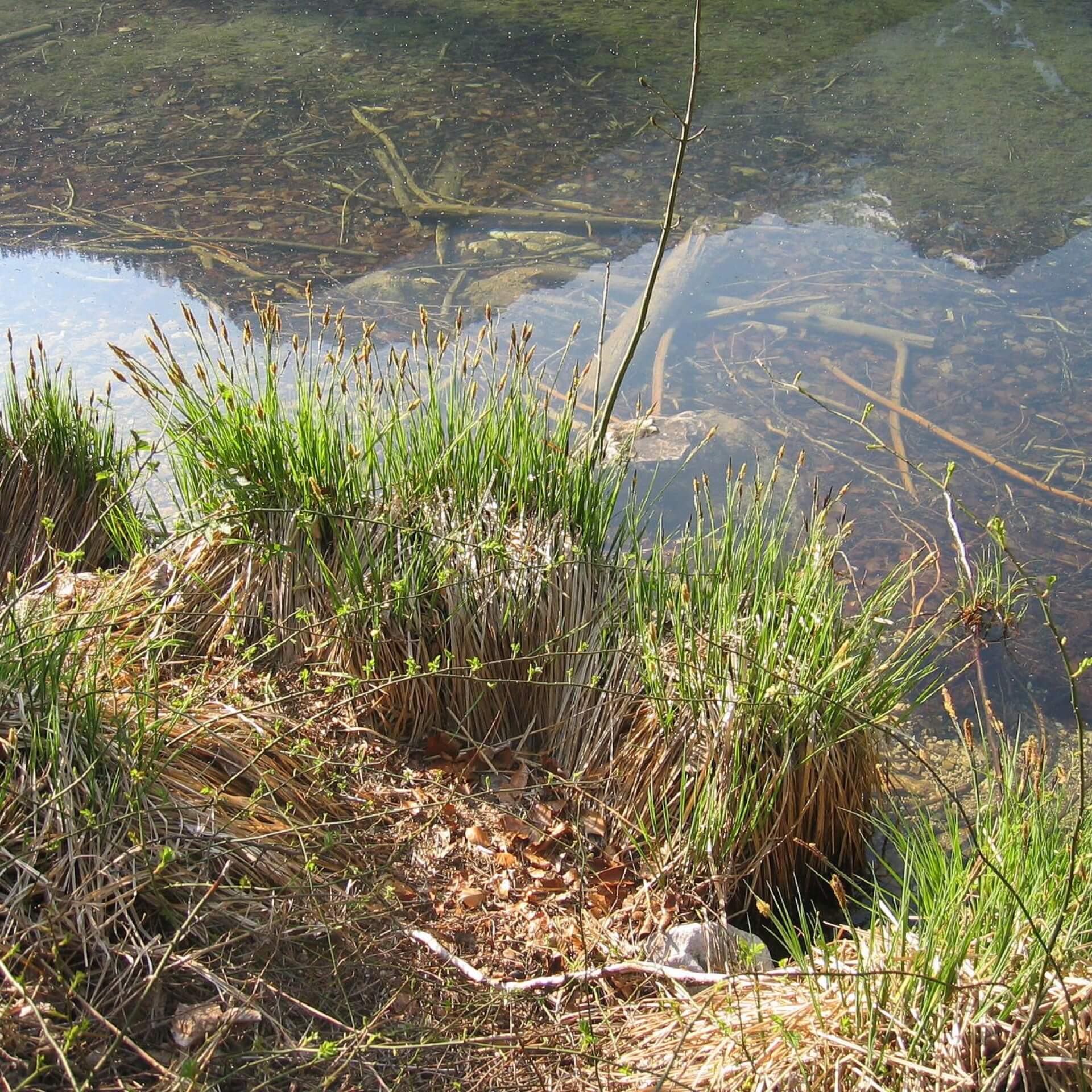 Steife Segge (Carex elata)