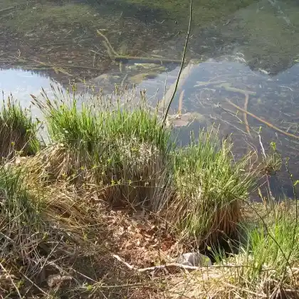 Foto von Steife Segge (Carex elata)