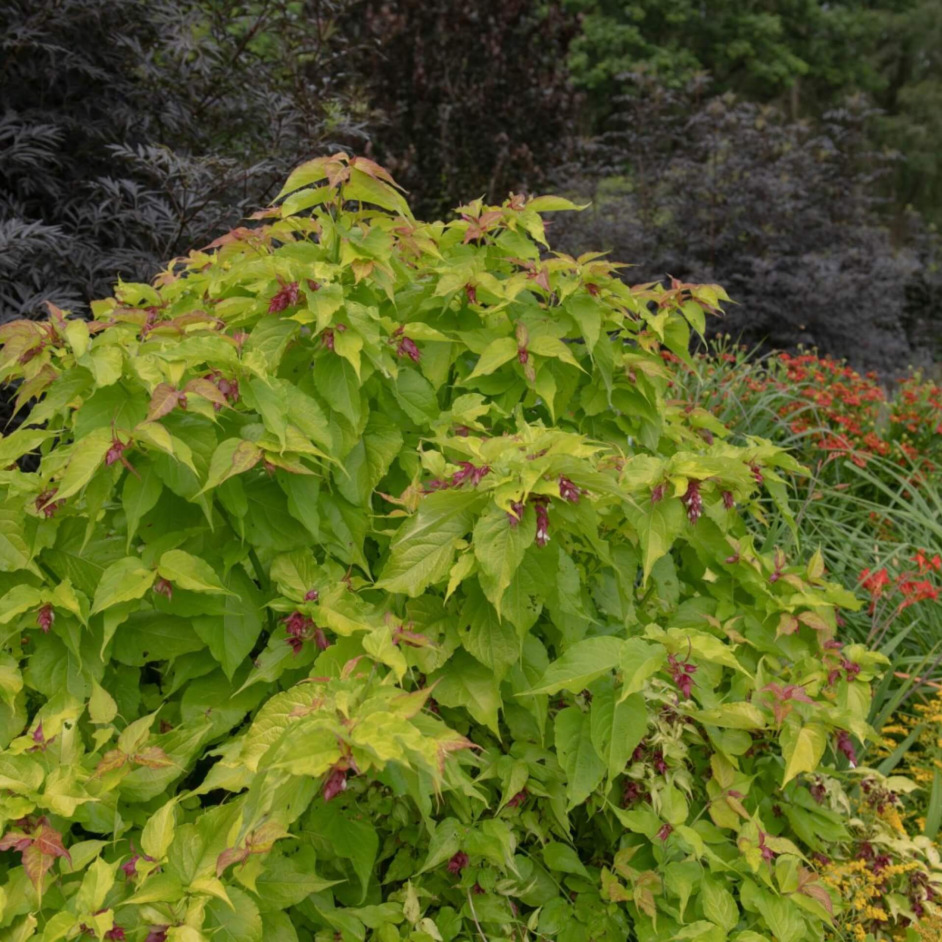 Schöne Lycesterie 'Golden Lanterns' (Leycesteria formosa 'Golden Lanterns')