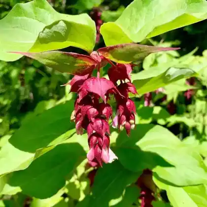 Foto von Schöne Lycesterie 'Purple Rain' (Leycesteria formosa 'Purple Rain')