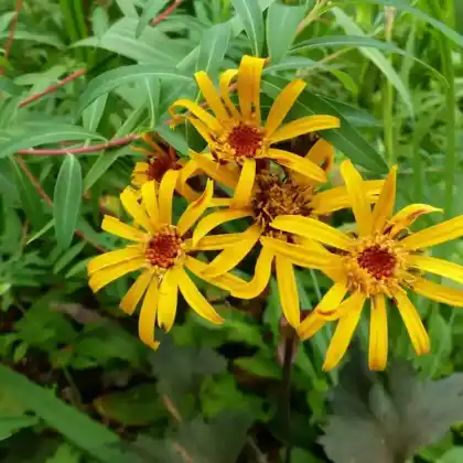Foto von Japanischer Goldkolben 'Britt-Marie Crawford' (Ligularia dentata 'Britt-Marie Crawford')