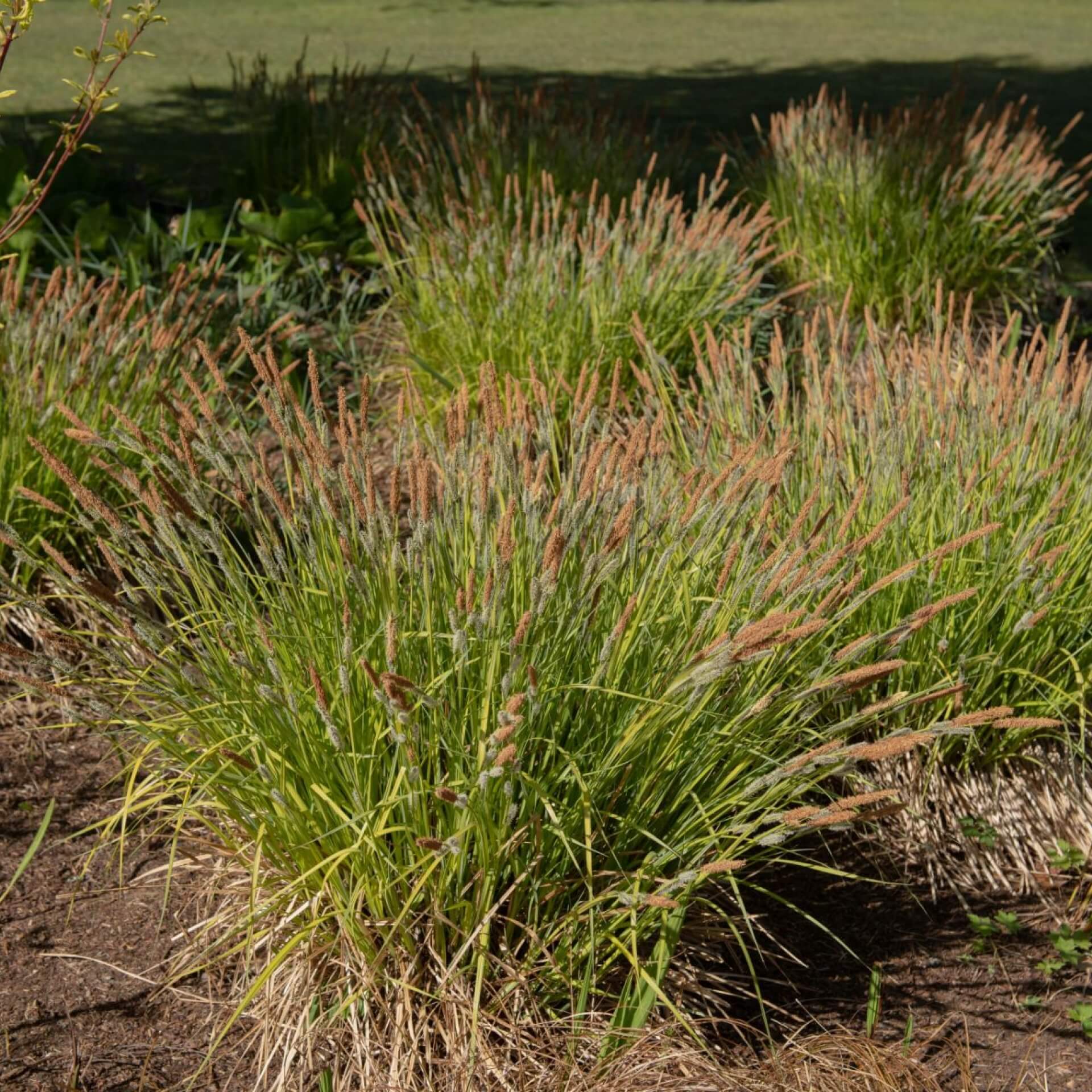 Steife Gold-Segge 'Aurea' (Carex elata 'Aurea')