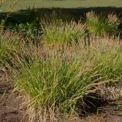 Foto von Steife Gold-Segge 'Aurea' (Carex elata 'Aurea')
