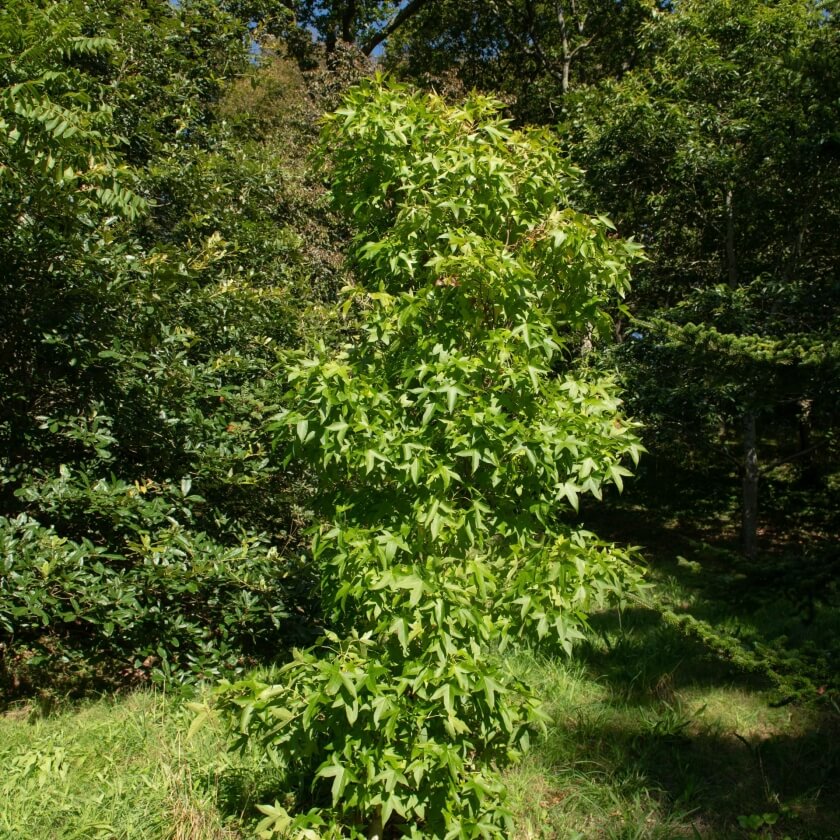 Amerikanischer Amberbaum 'Slender Silhouette' / Liquidambar styraciflua