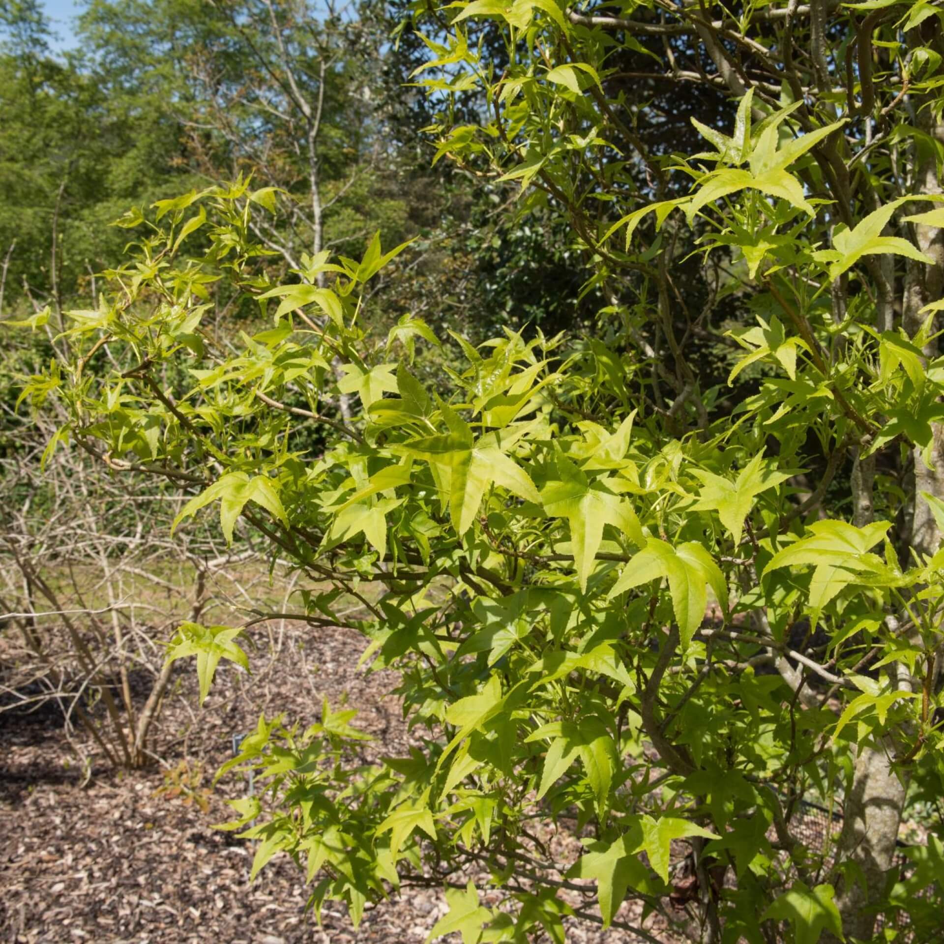 Amerikanischer Amberbaum 'Slender Silhouette' (Liquidambar styraciflua 'Slender Silhouette')